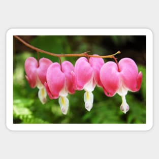 Bleeding Hearts Sticker